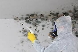 Best Emergency Mold Remediation  in Spring Hill, FL